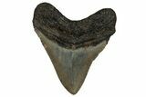 Serrated, Fossil Megalodon Tooth - North Carolina #338580-1